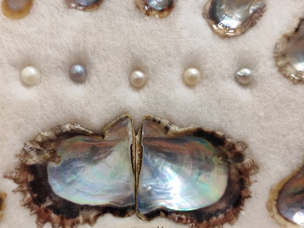 养殖珍珠 - 日本 - 1970-1980 #2.1