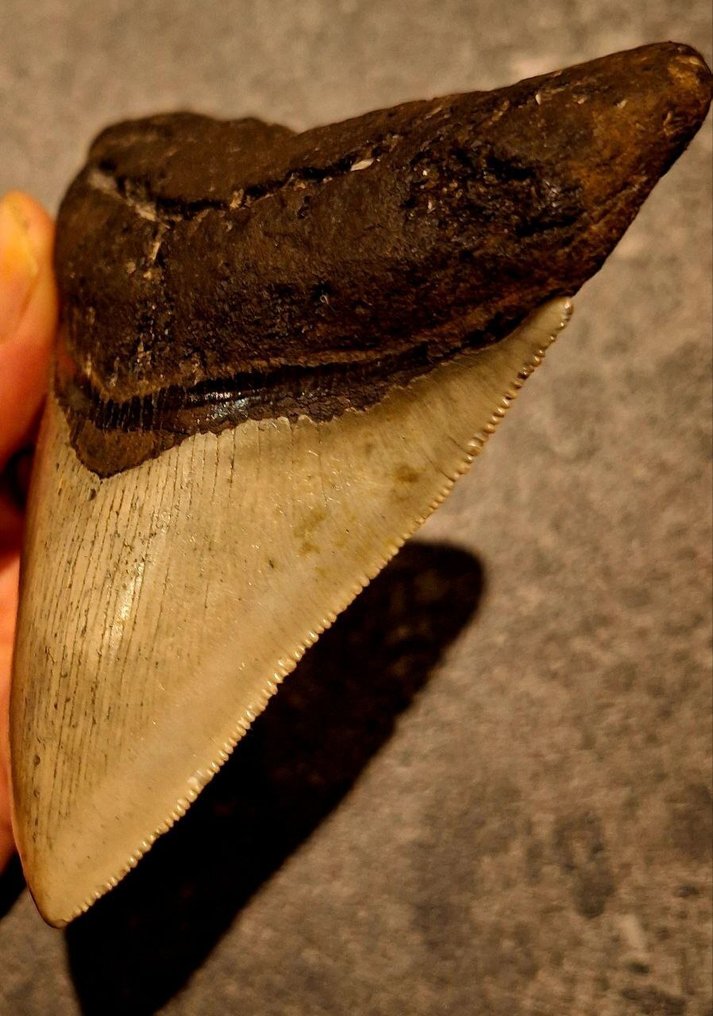 Megalodonte - Dente fossile - *stunning piece* - 11.7 cm - 9 cm #3.2
