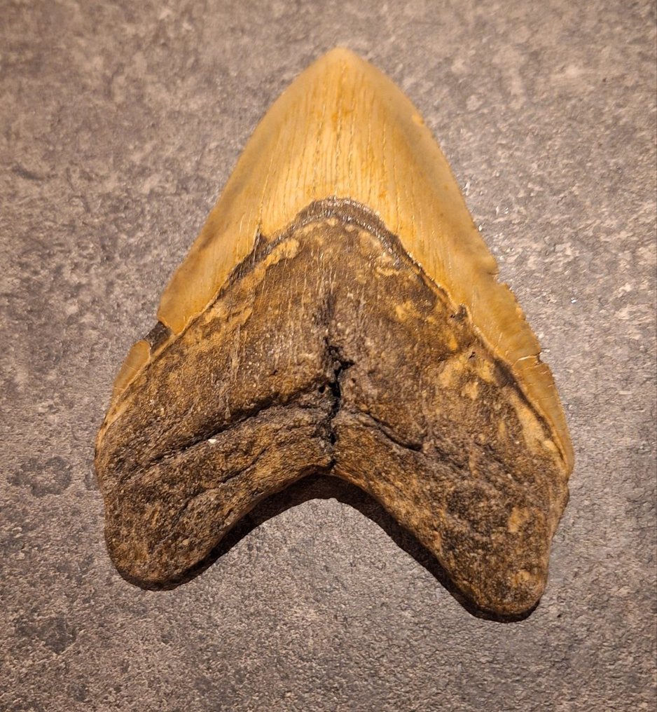 Megalodon - Fossil tooth - Otodus (Carcharocles) megalodon - 14.4 cm - 10.5 cm #2.1