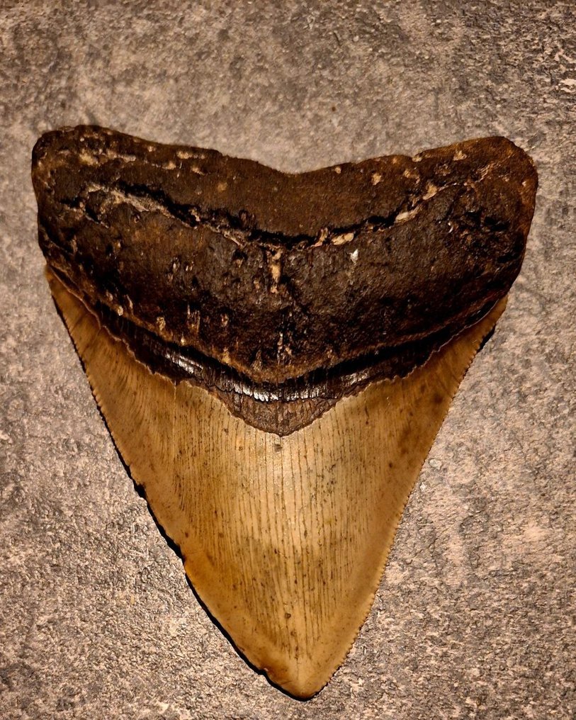 Megalodonte - Dente fossile - *stunning piece* - 11.7 cm - 9 cm #1.0