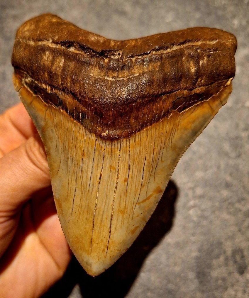 Megalodon - Fossil tooth - Otodus (Carcharocles) megalodon - 10.6 cm - 8.2 cm #1.0
