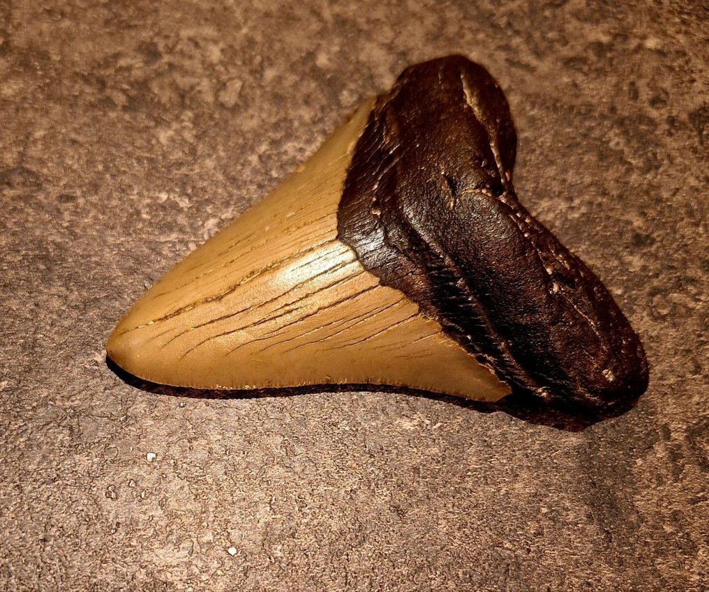 Megalodon - Dinte fosilă - *beautiful piece* - 11.2 cm - 8.7 cm #2.1