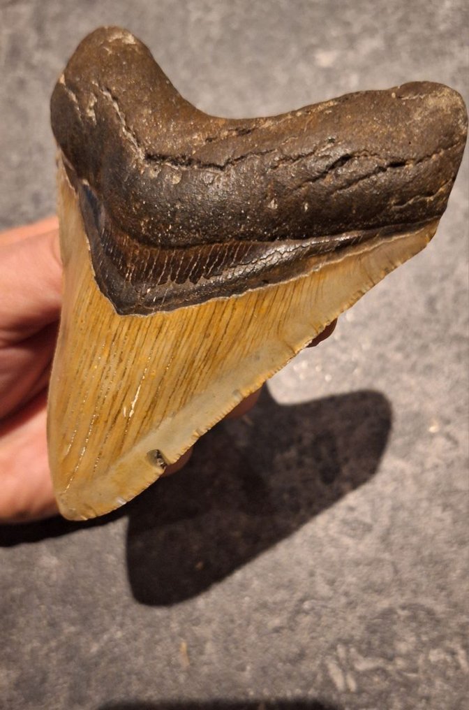 Megalodon - Fossil tooth - Otodus (Carcharocles) megalodon - 11.6 cm - 9 cm #4.3