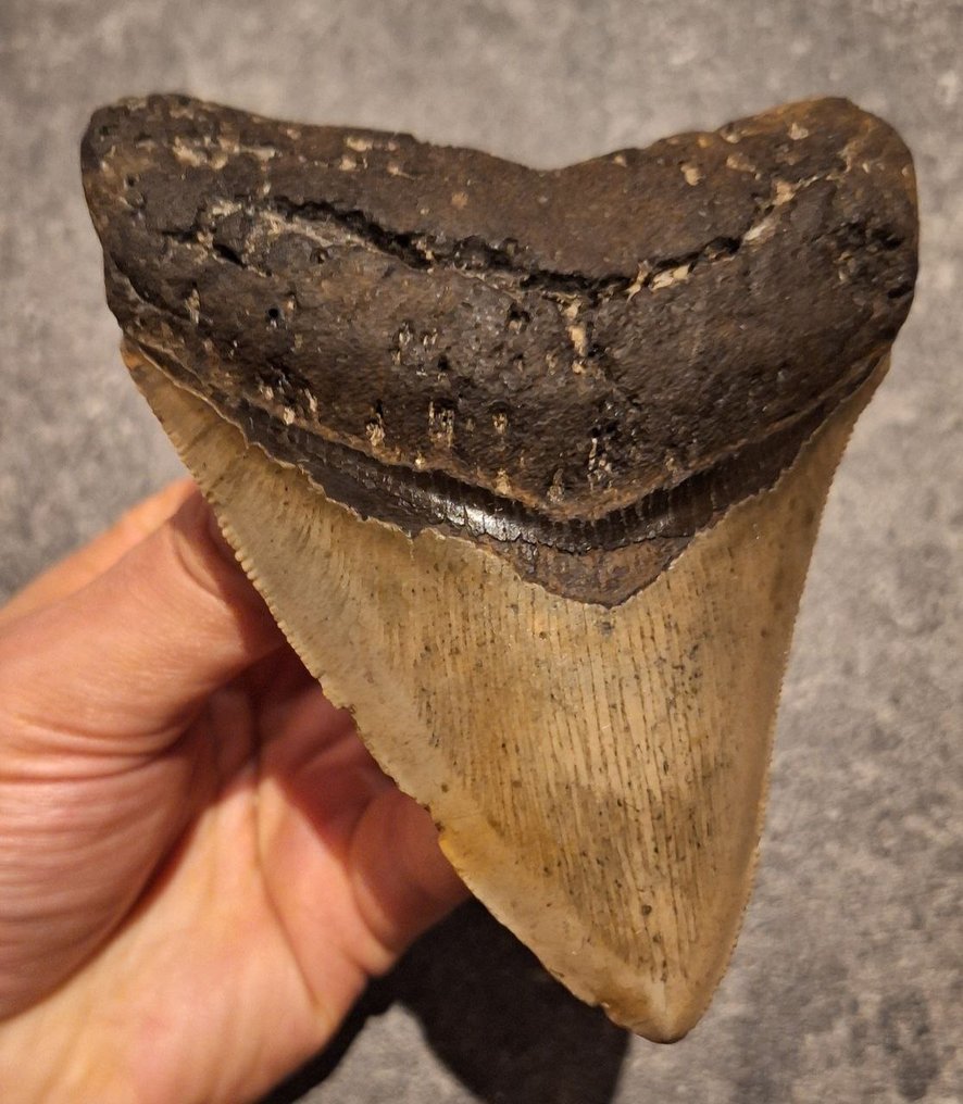 Megalodonte - Dente fossile - *stunning piece* - 11.7 cm - 9 cm #2.1