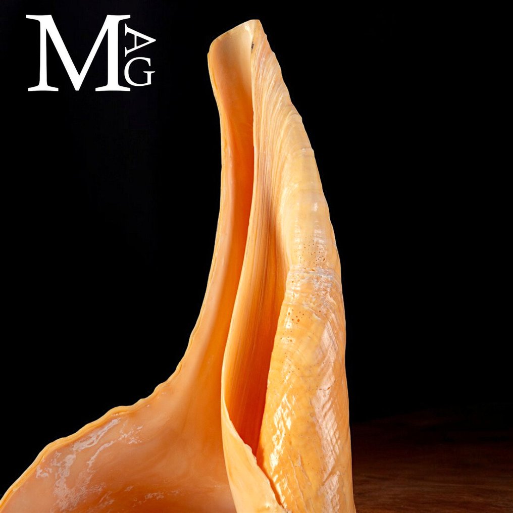 Äärimmäisen harvinainen - jättimäinen Syrinx aruanus puu- ja messinkipohjalla koristeltuna. Simpukankuoret - Syrinx Aruanus - 580 x 250 x 235 mm #1.0