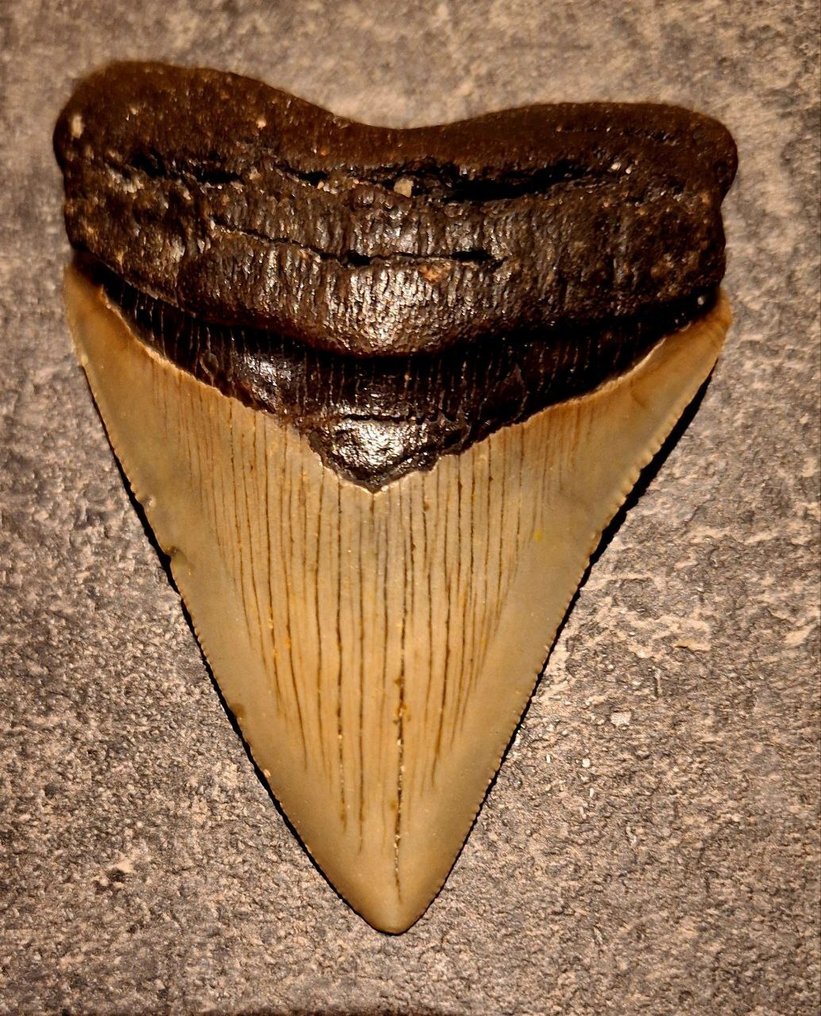 Megalodon - Dinte fosilă - Otodus (Carcharocles) megalodon - 9.7 cm - 7.1 cm #2.1
