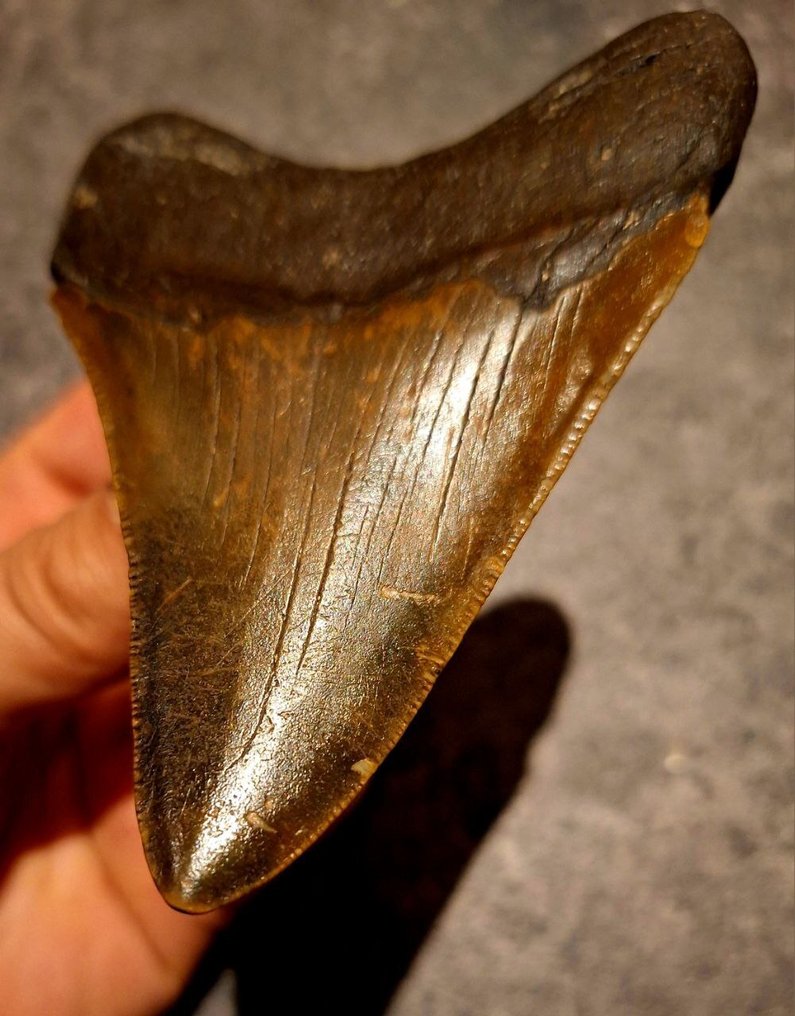Megalodon - Fossil tand - Otodus (Carcharocles) megalodon - 10.5 cm - 7.8 cm #3.2
