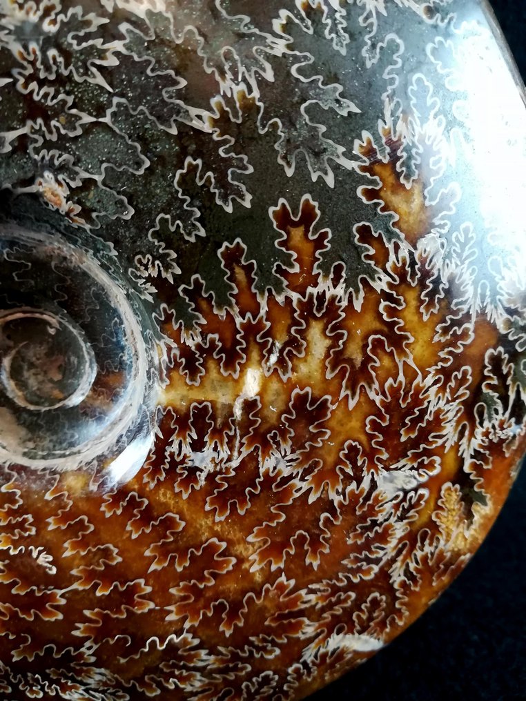 Amonit - Animale fosilizate - Aioloceras (Cleoniceras) besairiei (Collignon 1949) - 18.1 cm - 14.8 cm #3.2