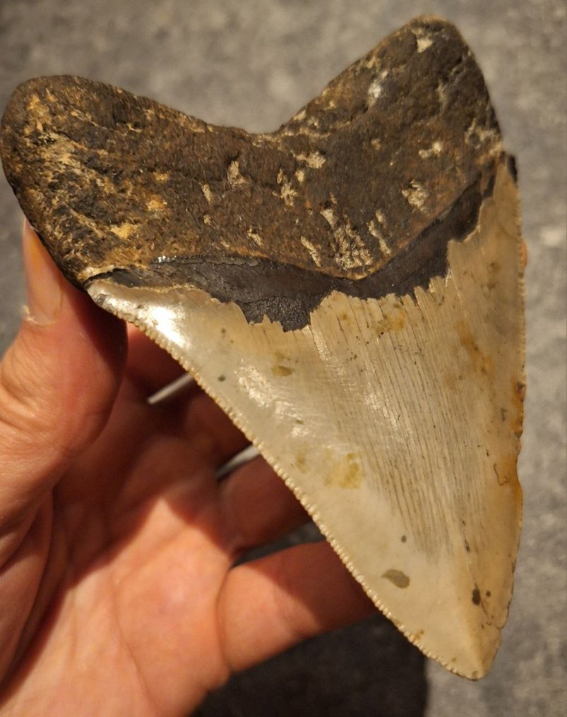 Megalodonte - Dente fossile - *stunning piece* - 11.7 cm - 9 cm #4.3