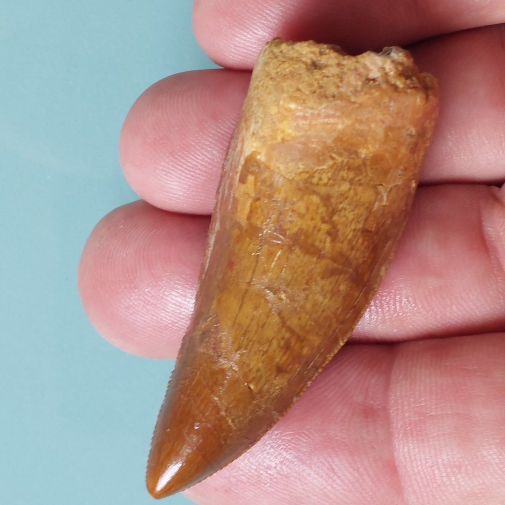 Dinosaur - Fossil tooth - Carcharodontosaurus sp. - 58 mm - 22 mm #1.0