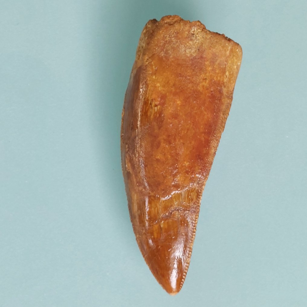 Dinosaur - Fossil tooth - Carcharodontosaurus sp. - 58 mm - 22 mm #2.1