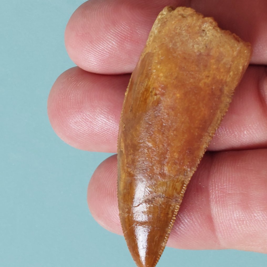 Dinosaur - Fossil tooth - Carcharodontosaurus sp. - 58 mm - 22 mm #1.0