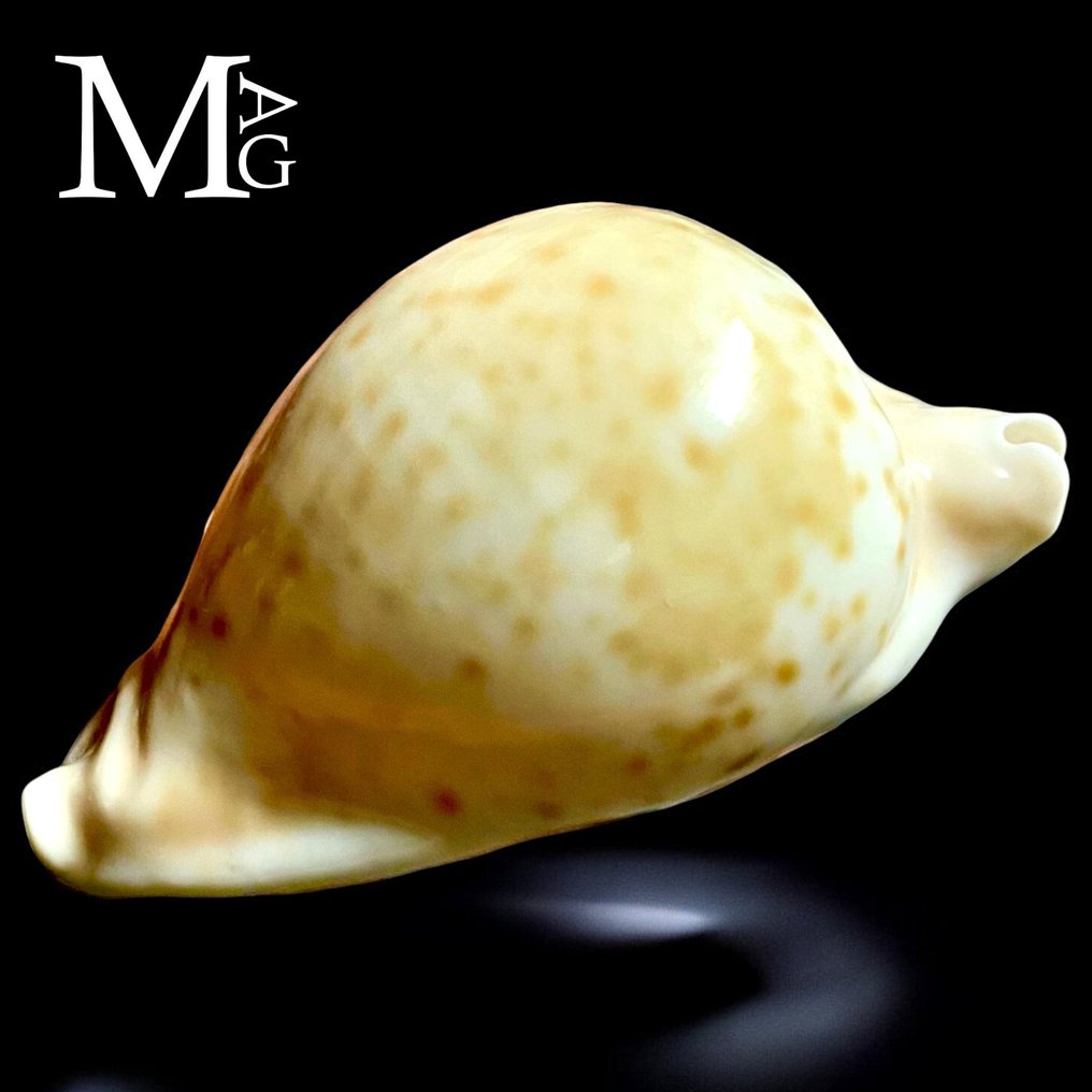 Collectible Shell - Cypraeidae Family Sea shell - Umbilia Hesitata - 94×52.5×43.5 mm #1.0