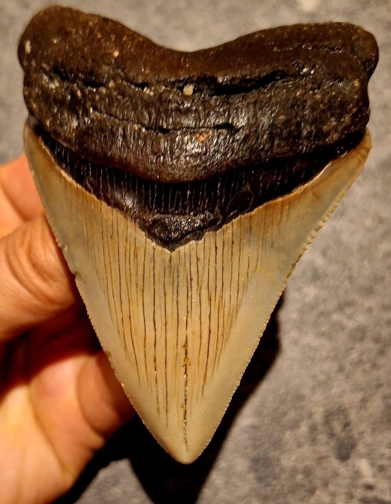 Megalodon - Dinte fosilă - Otodus (Carcharocles) megalodon - 9.7 cm - 7.1 cm #1.0