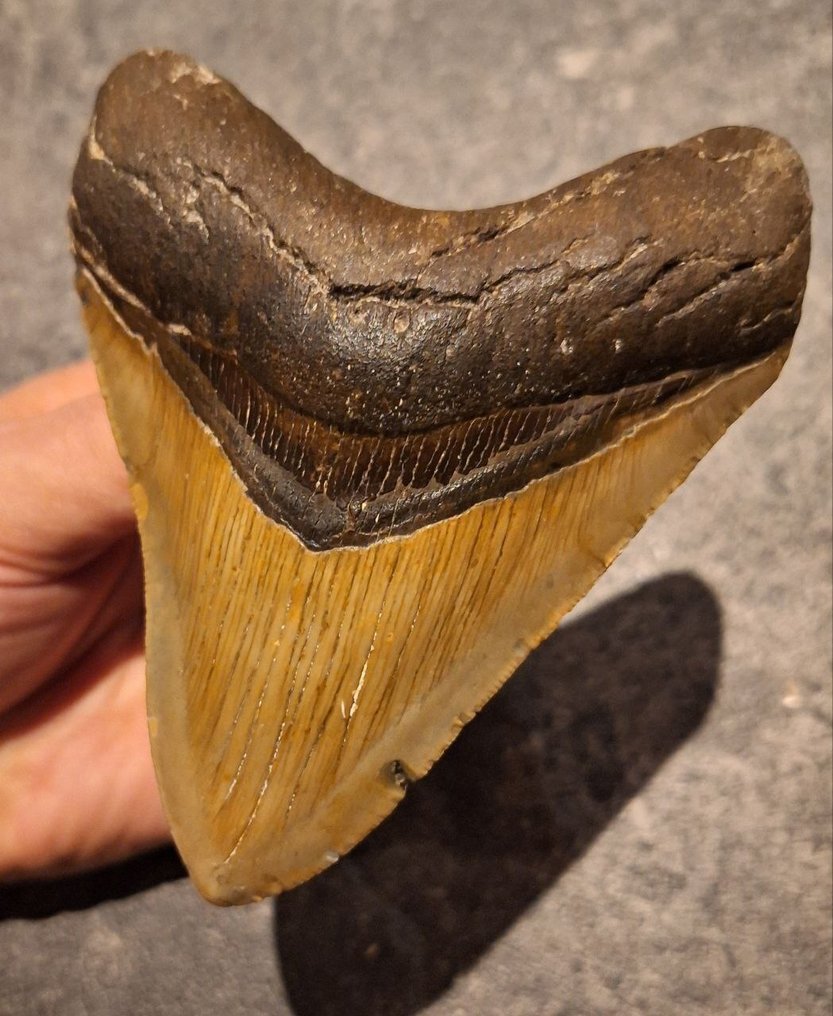 Megalodon - Fossil tooth - Otodus (Carcharocles) megalodon - 11.6 cm - 9 cm #3.2