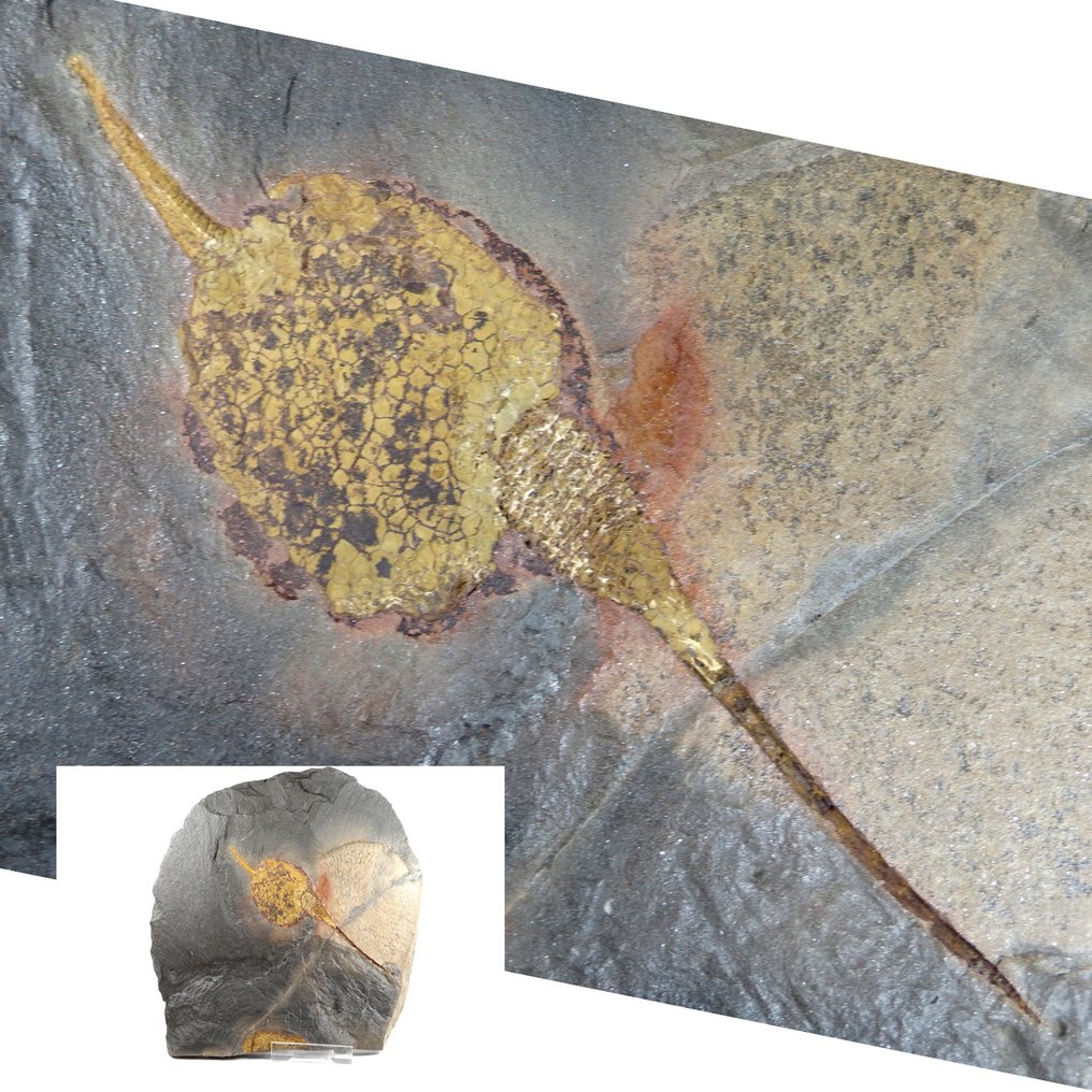 Echinoderm - Fossil platematrise - Carpoids sp. - New location - Huge sice  - Bigger carpoid is: 145mm - 220 mm - 20 mm #1.0