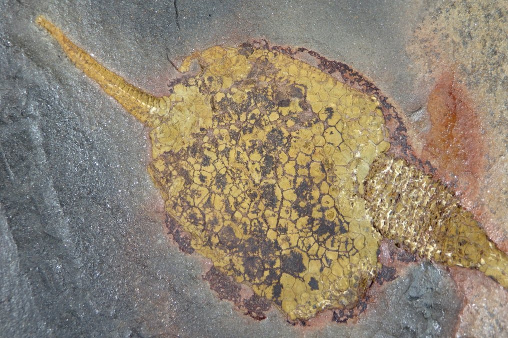 Echinoderm - Fossil platematrise - Carpoids sp. - New location - Huge sice  - Bigger carpoid is: 145mm - 220 mm - 20 mm #2.1