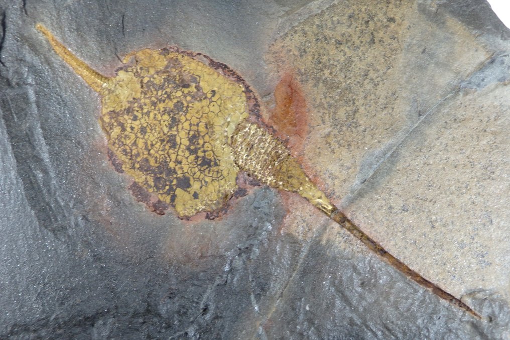 Echinoderm - Fossil platematrise - Carpoids sp. - New location - Huge sice  - Bigger carpoid is: 145mm - 220 mm - 20 mm #1.0