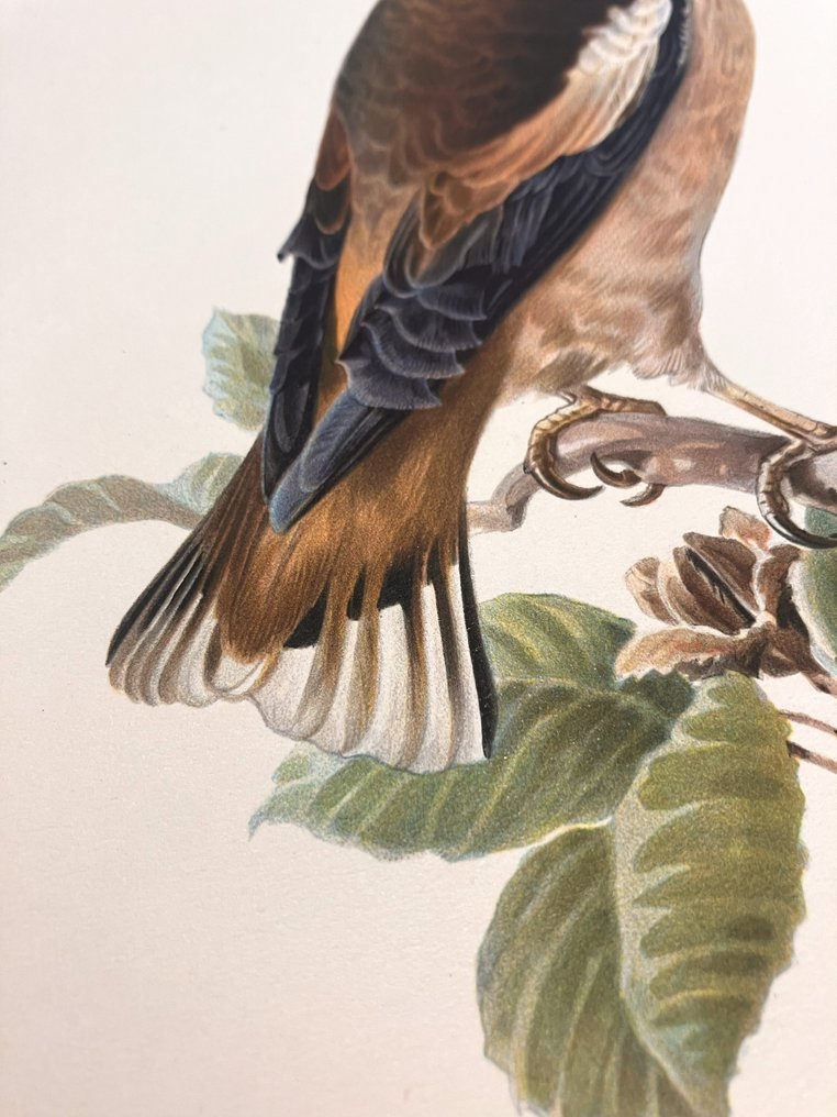 Von Wright brothers & Bror Halberg - Hawfinch lithographic plate from "Svenska Fåglar efter Naturen och på Sten ritade" - 1917-1929 #2.1