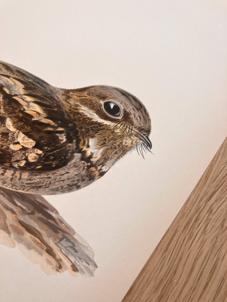 Von Wright brothers & Bror Halberg - Nightjar lithographic plate - 100+ years old - 1917-1929 #2.1