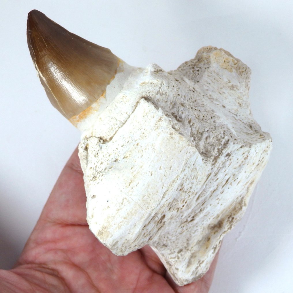 Mosasaur - Fossilised jaw - Prognatodon giganteous mandible fragment - Masive - 135 mm - 65 mm  (Sin precio de reserva) #1.0