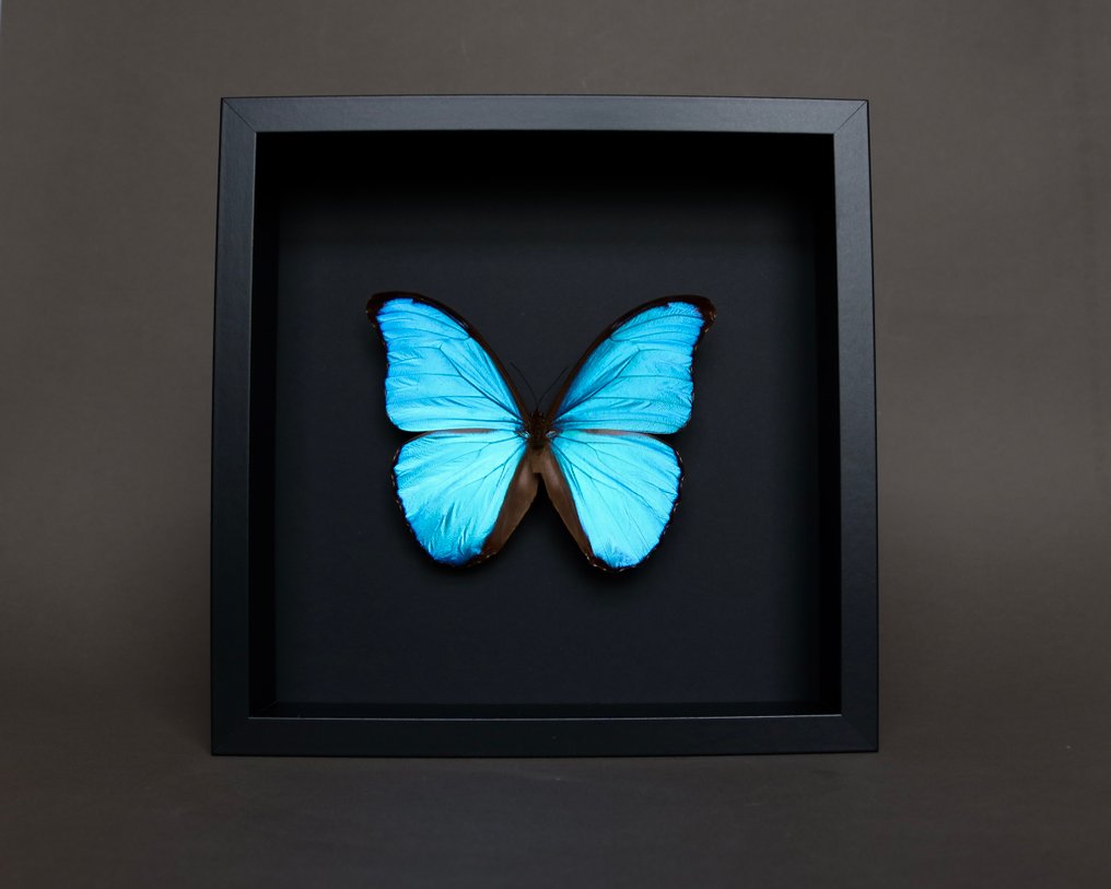 Farfalla Allestimento tassidermico a corpo intero - Morpho didius - 25 cm - 25 cm - 4 cm - Specie non CITES - 1 #3.2