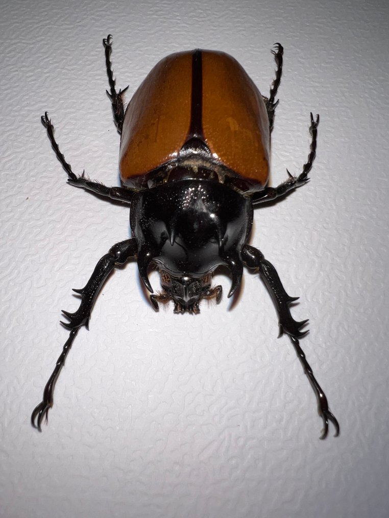 Dynastinae Allestimento tassidermico a parete - Eupatorus sukkiti - mâle - 16 cm - 11.5 cm - 3.5 cm #3.2