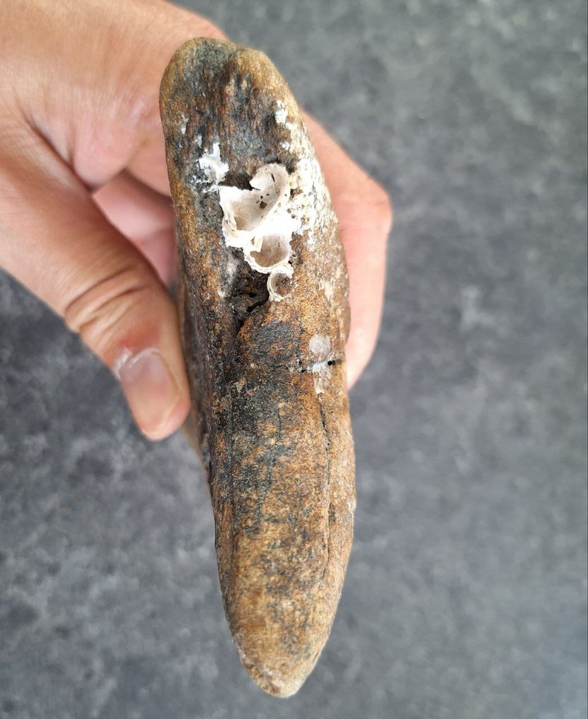 Megalodon - Απολιθωμένο δόντι - *oversized monster* *TITAN FANG* - 14.5 cm - 10.4 cm #3.2