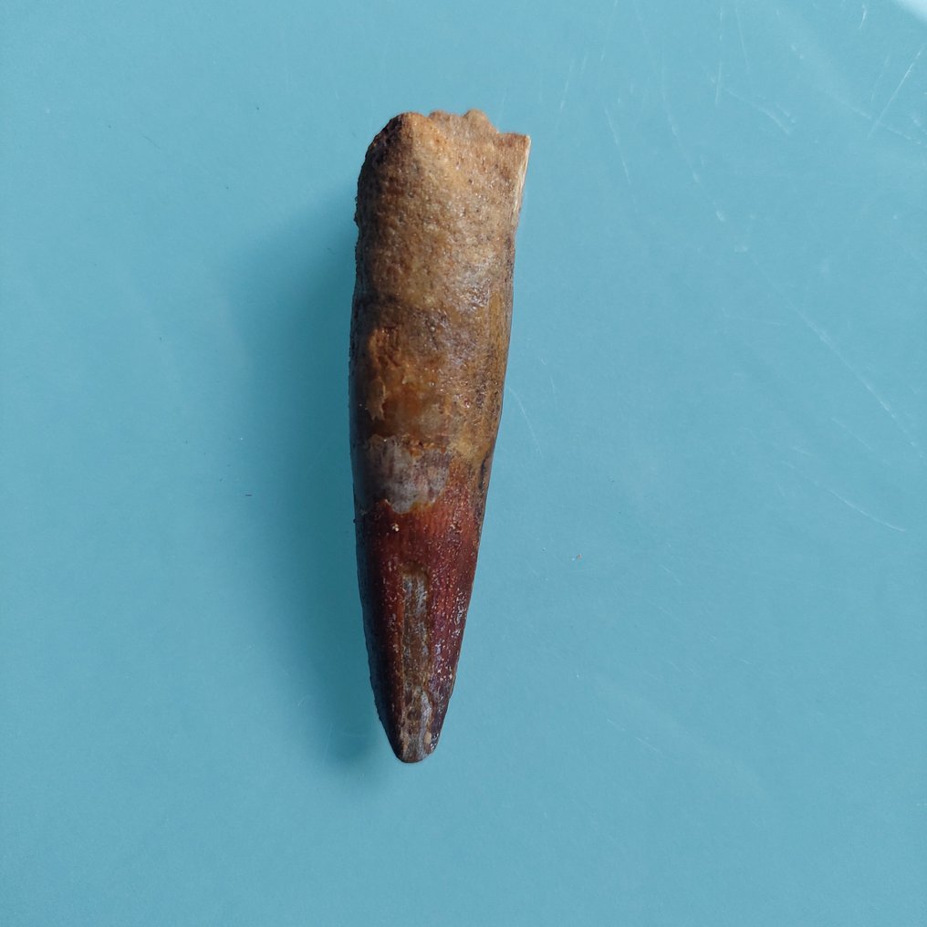 Dinosaur - Fossil tooth - Spinosaurus aegyptiacus - 76 mm - 20 mm #2.1