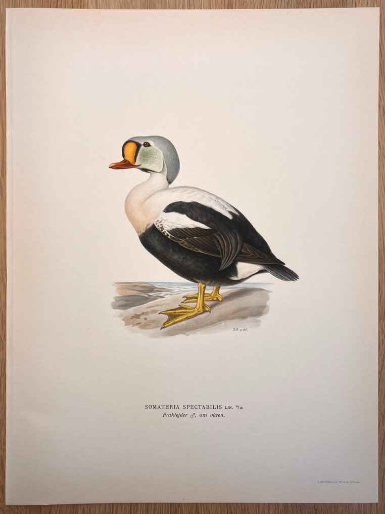 Von Wright brothers & Bror Halberg - King eider lithographic plate from "Svenska Fåglar efter Naturen och på Sten ritade" - 1917-1929 #1.0
