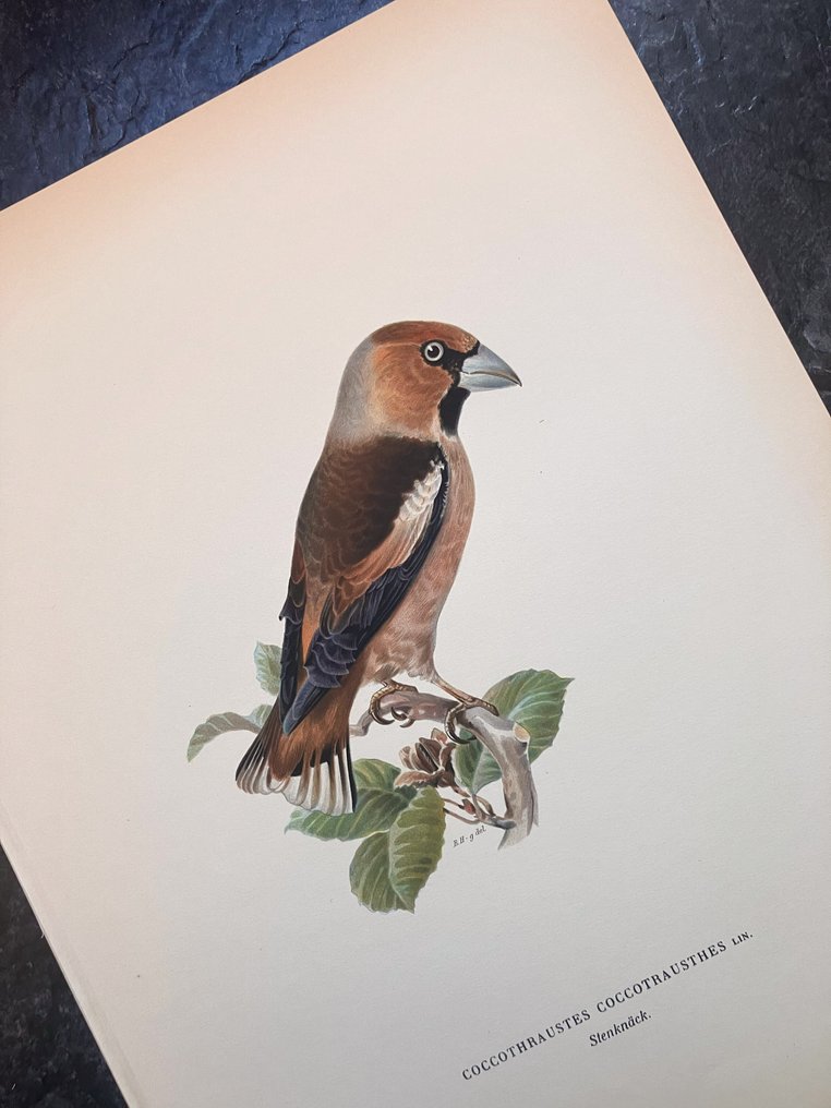 Von Wright brothers & Bror Halberg - Hawfinch lithographic plate from "Svenska Fåglar efter Naturen och på Sten ritade" - 1917-1929 #1.0