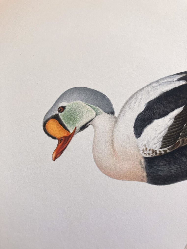 Von Wright brothers & Bror Halberg - King eider lithographic plate from "Svenska Fåglar efter Naturen och på Sten ritade" - 1917-1929 #1.0