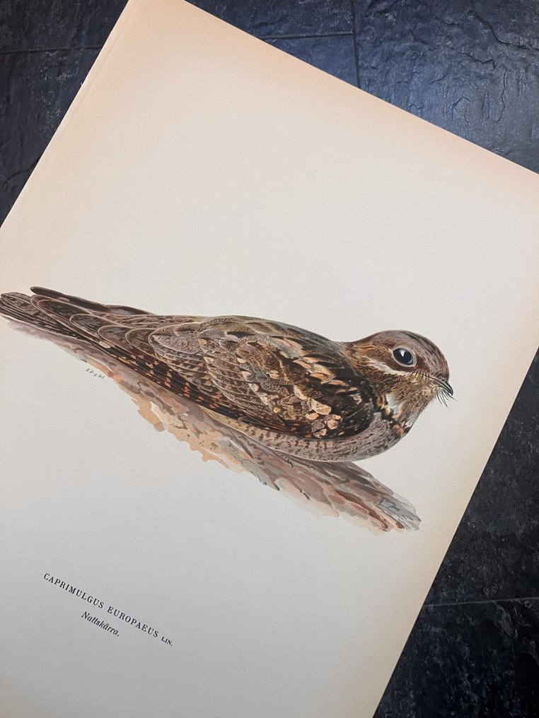 Von Wright brothers & Bror Halberg - Nightjar lithographic plate - 100+ years old - 1917-1929 #1.0