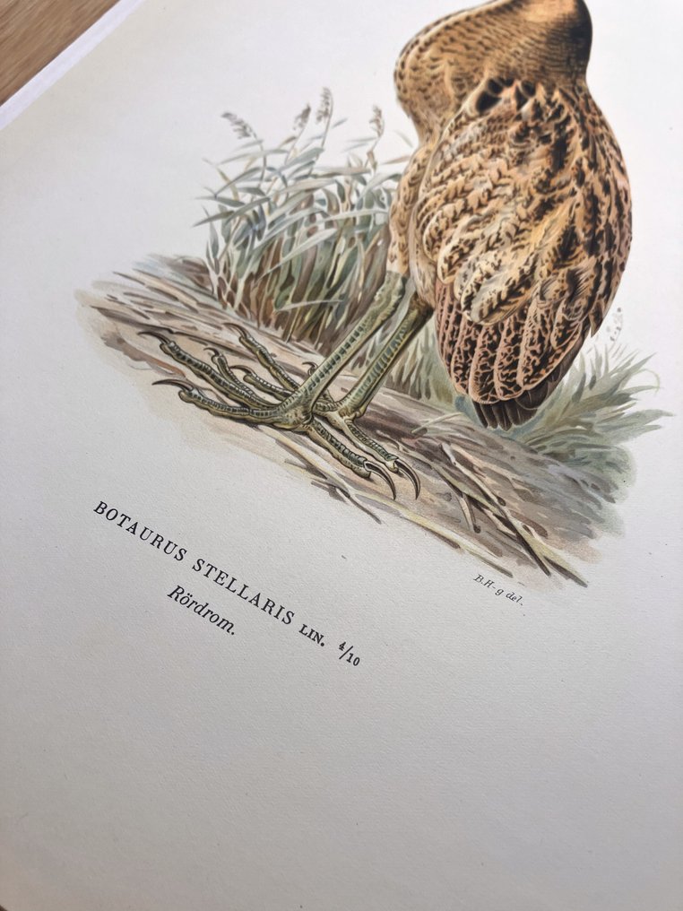 Von Wright brothers & Bror Halberg - Eurasian bittern lithographic plate from "Svenska Fåglar efter Naturen och på Sten ritade" - 1917-1929 #3.2