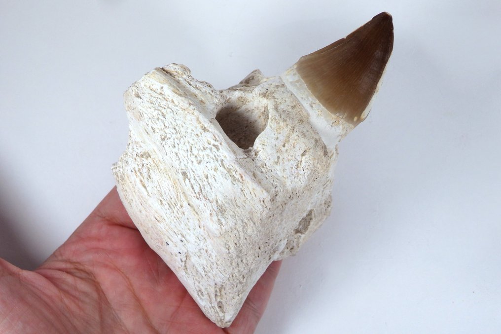 Mosasaur - Fossilised jaw - Prognatodon giganteous mandible fragment - Masive - 135 mm - 65 mm  (Sin precio de reserva) #1.0