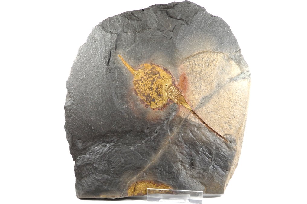 Echinoderm - Fossil platematrise - Carpoids sp. - New location - Huge sice  - Bigger carpoid is: 145mm - 220 mm - 20 mm #3.2