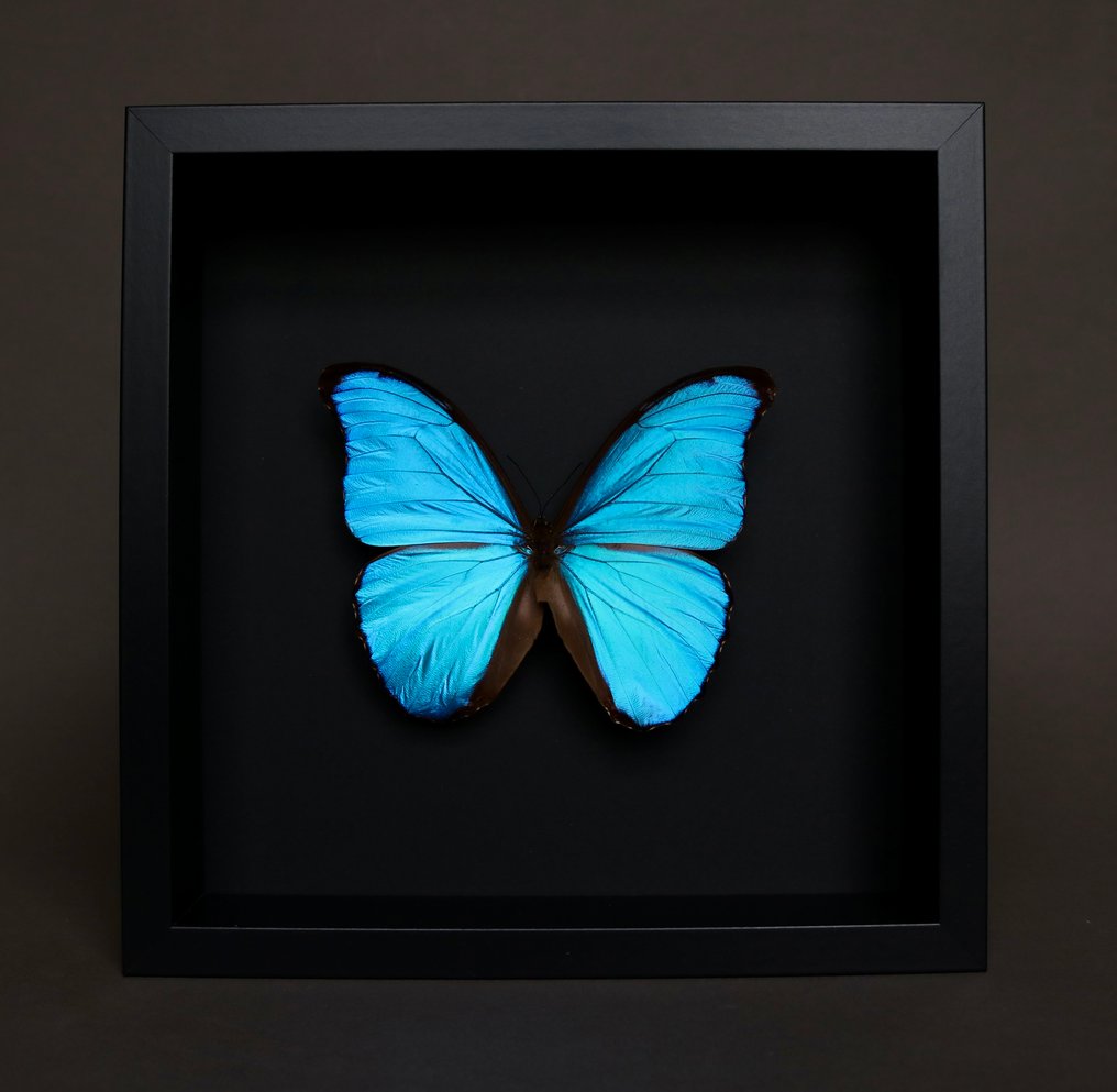 Farfalla Allestimento tassidermico a corpo intero - Morpho didius - 25 cm - 25 cm - 4 cm - Specie non CITES - 1 #1.0