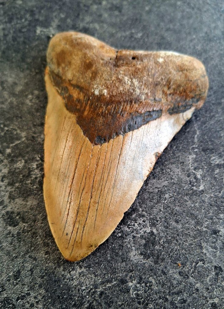 Megalodon - Απολιθωμένο δόντι - *oversized monster* *TITAN FANG* - 14.5 cm - 10.4 cm #1.0