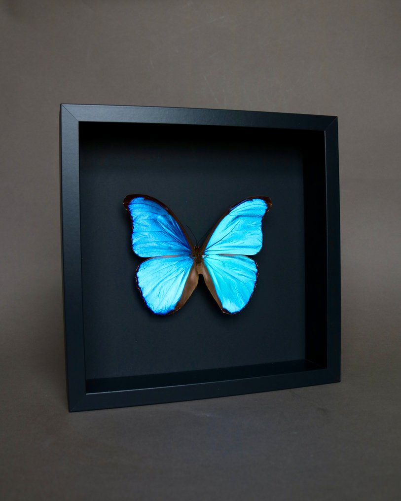 Farfalla Allestimento tassidermico a corpo intero - Morpho didius - 25 cm - 25 cm - 4 cm - Specie non CITES - 1 #2.1