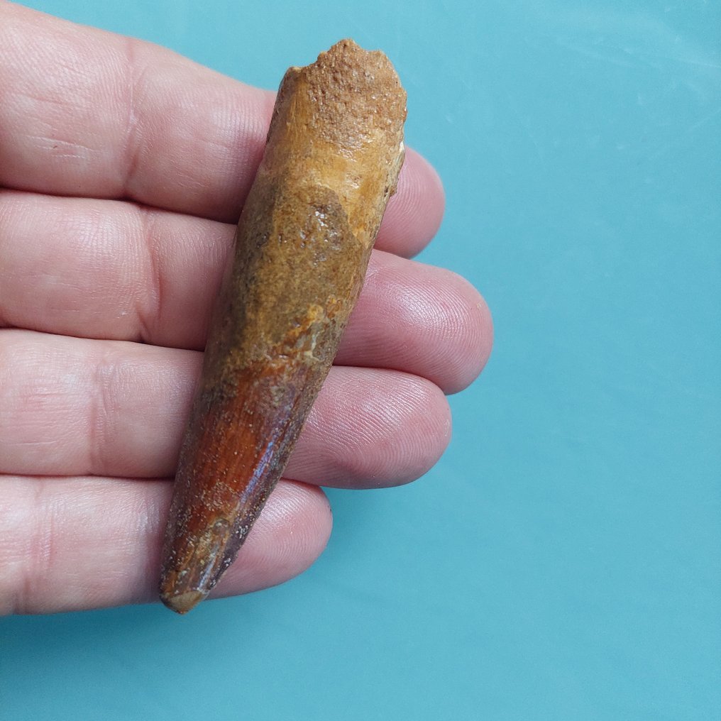 Dinosaur - Fossil tooth - Spinosaurus aegyptiacus - 76 mm - 20 mm #1.0