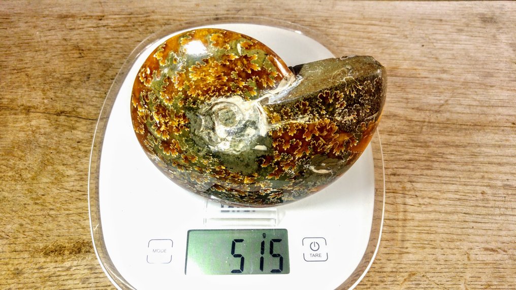 Ammonite - Animale fossilizzato - Aioloceras (Cleoniceras) sp. Fossil - 13 cm - 11 cm  (Senza Prezzo di Riserva) #4.3