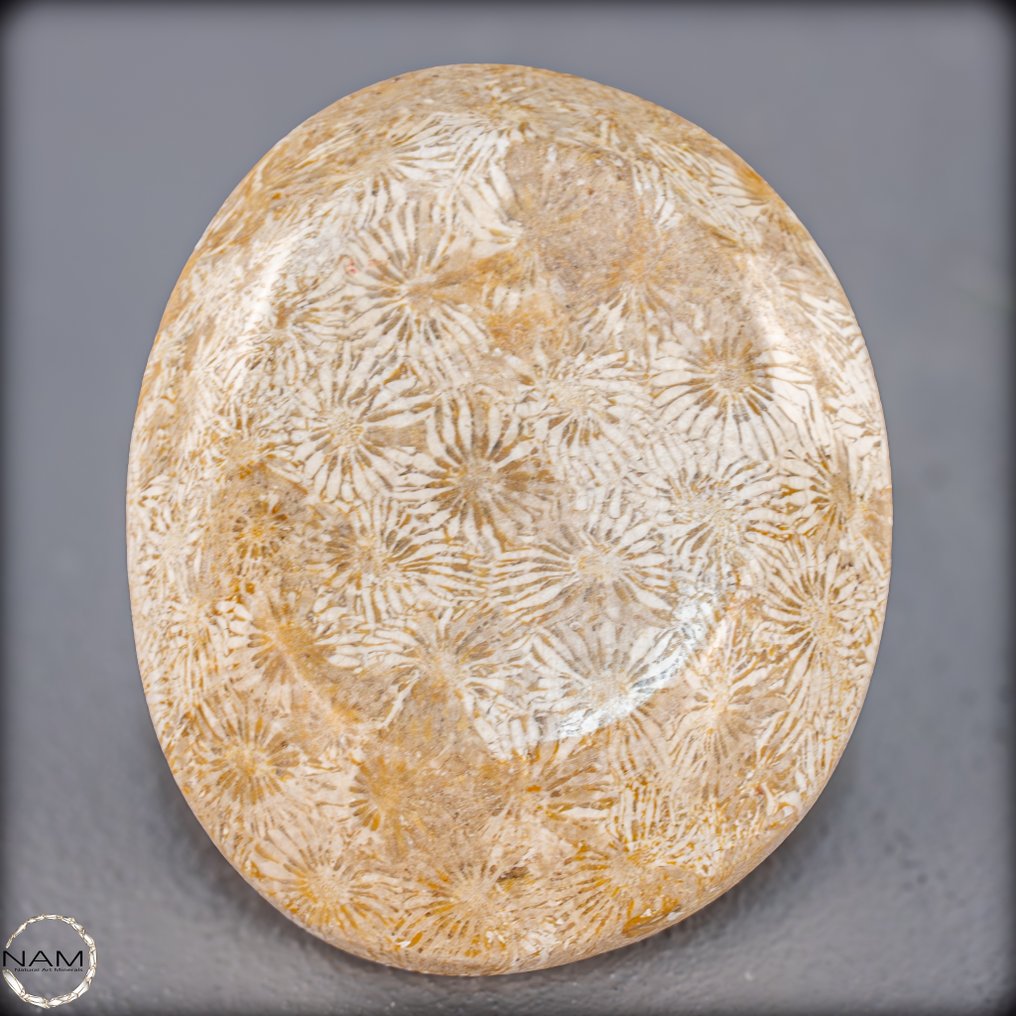 Φυσική απολιθωμένη κοραλλιογενής λεκάνη από την Αυστραλία. Ένα διαχρονικό αριστούργημα της φύσης- 156.87 g #3.2