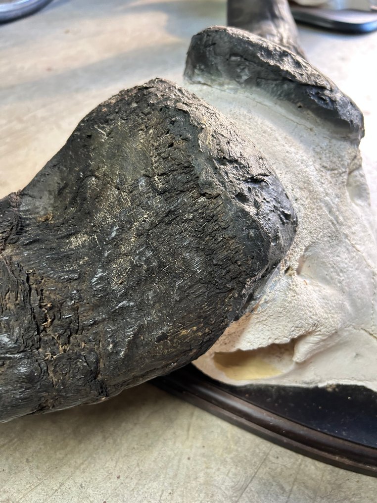 Bufalo Allestimento tassidermico a parete - Bufalo syncerus caffer - 47 cm - 55 cm - 15 cm #2.1