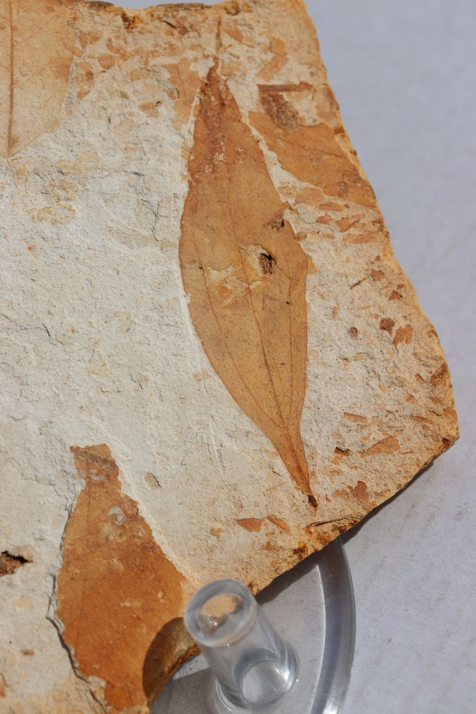 Rare foglie di Olmo e salice su matrice - Lastra con inclusione di resti fossili - specie olmo Zelkova ungeri + sideroxylon salicites - 23 cm - 12 cm #3.2