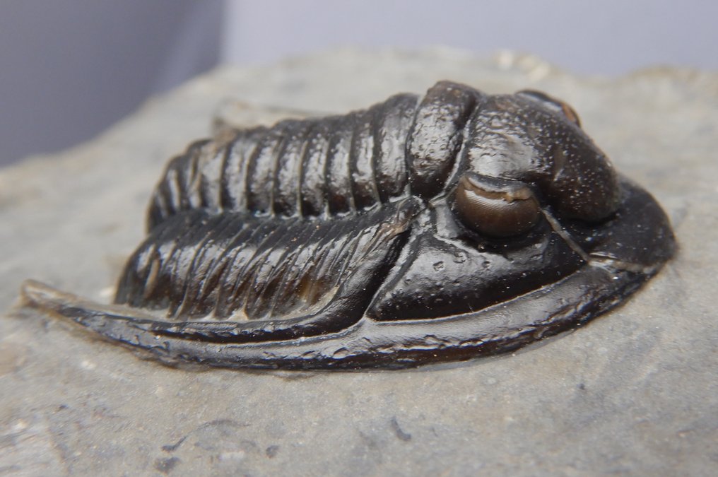 Fosilă - Schelet fosilă - Cornuproetus cornutus - 3.8 cm #2.1