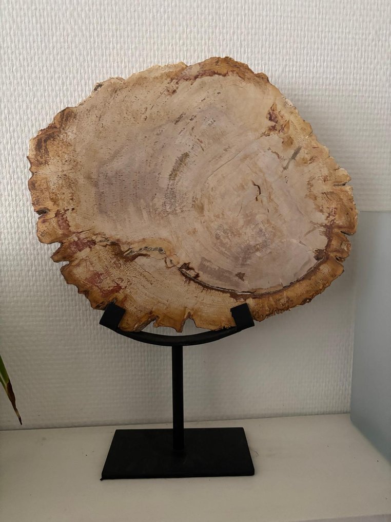 豪华白色抛光化石棕榈根切片，配有定制金属底座 - 化石木材 - Palma Fossile - 22 cm - 27 cm  (没有保留价) #1.0