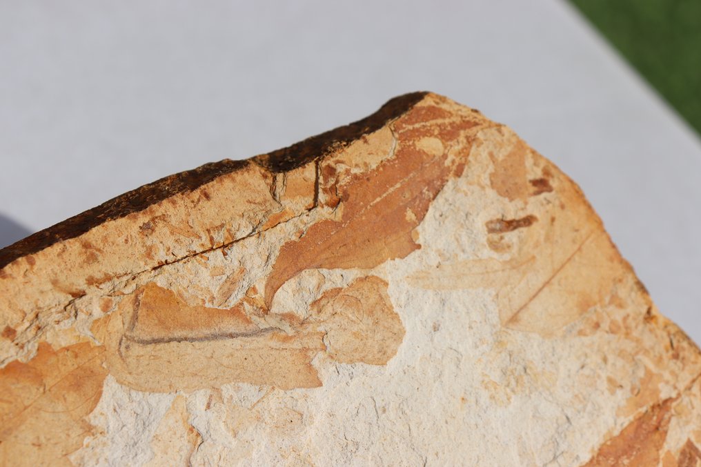 Rare foglie di Olmo e salice su matrice - Lastra con inclusione di resti fossili - specie olmo Zelkova ungeri + sideroxylon salicites - 23 cm - 12 cm #2.1