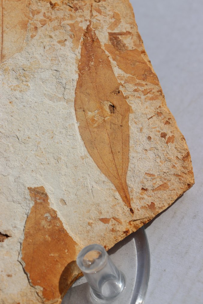 Rare foglie di Olmo e salice su matrice - Lastra con inclusione di resti fossili - specie olmo Zelkova ungeri + sideroxylon salicites - 23 cm - 12 cm #4.3