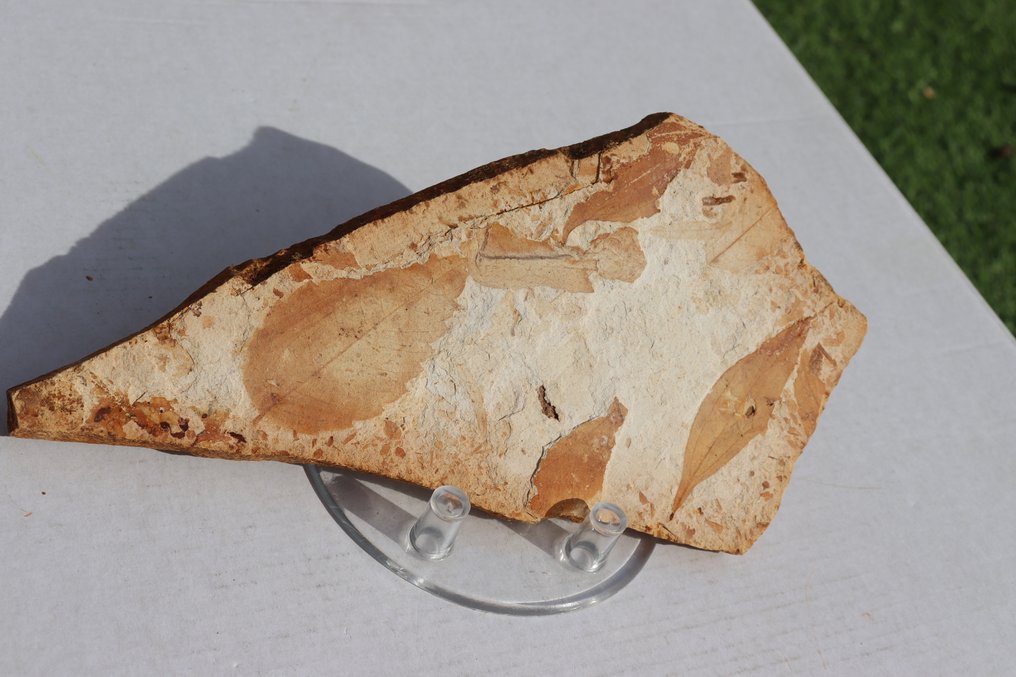 Rare foglie di Olmo e salice su matrice - Lastra con inclusione di resti fossili - specie olmo Zelkova ungeri + sideroxylon salicites - 23 cm - 12 cm #1.0