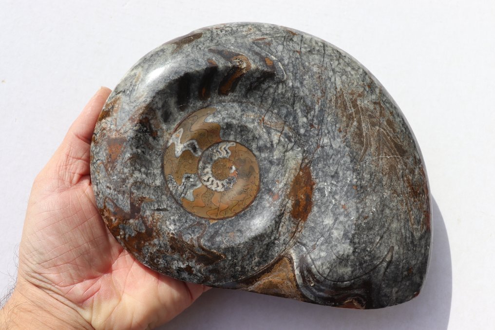 Goniatitida - Fragmento fóssil - 19.5 cm - 15.5 cm (Sem preço de reserva) #2.1